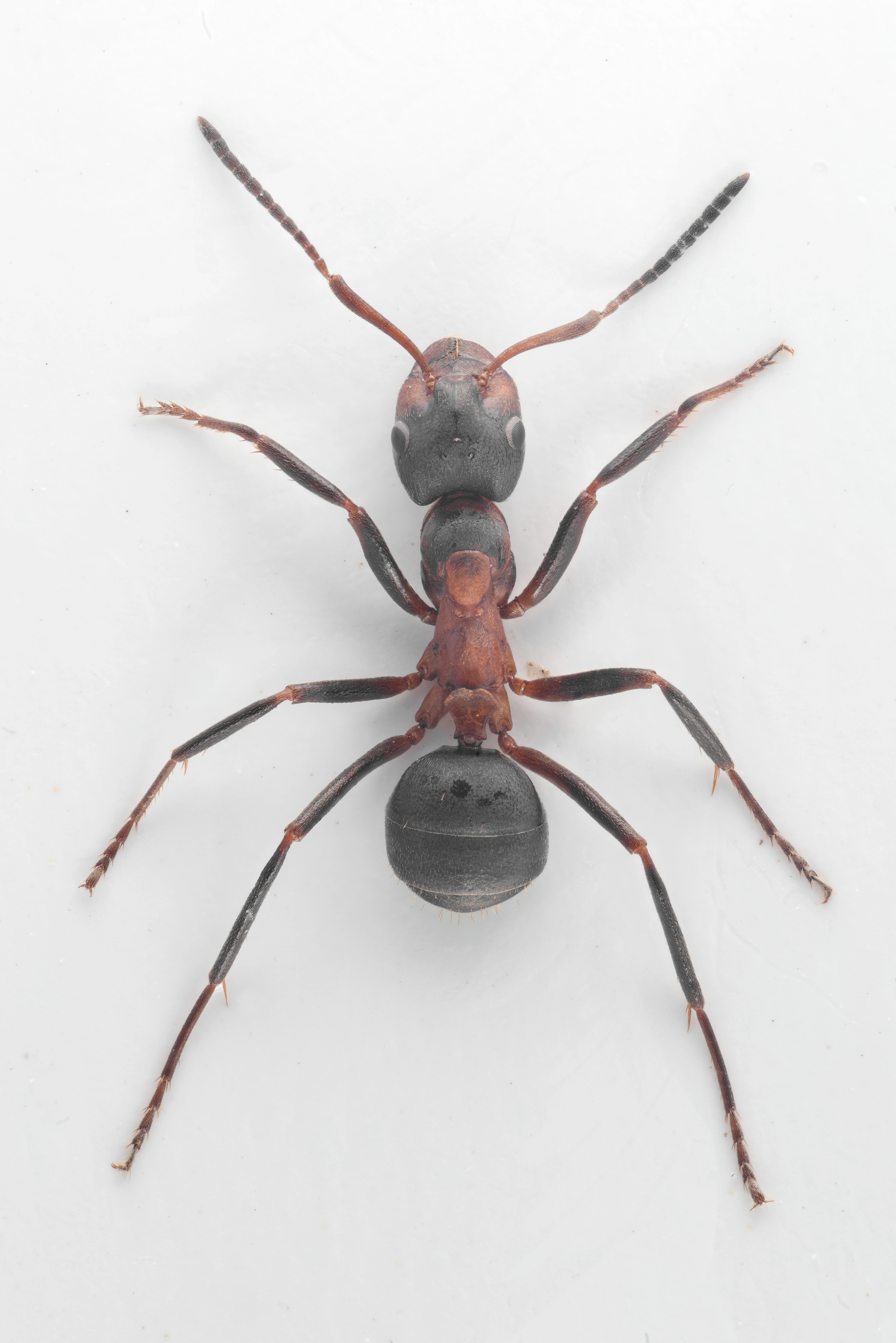 : Formica (Coptoformica) forsslundi.