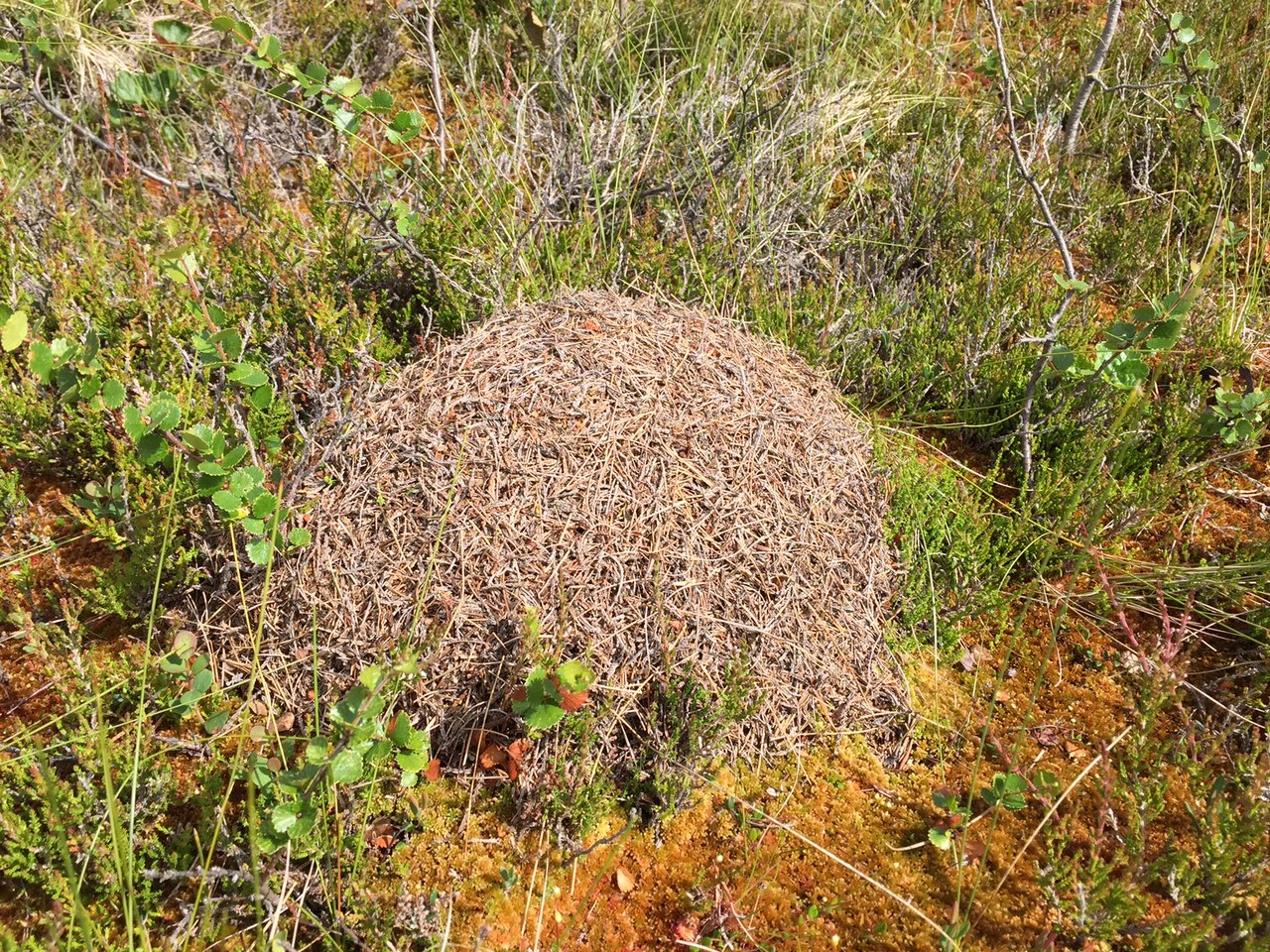 : Formica (Coptoformica) forsslundi.