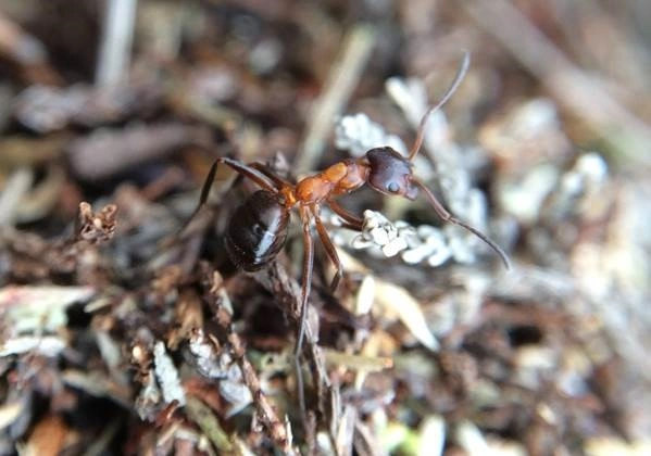 : Formica (Coptoformica) forsslundi.