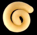 : Simrothiella.