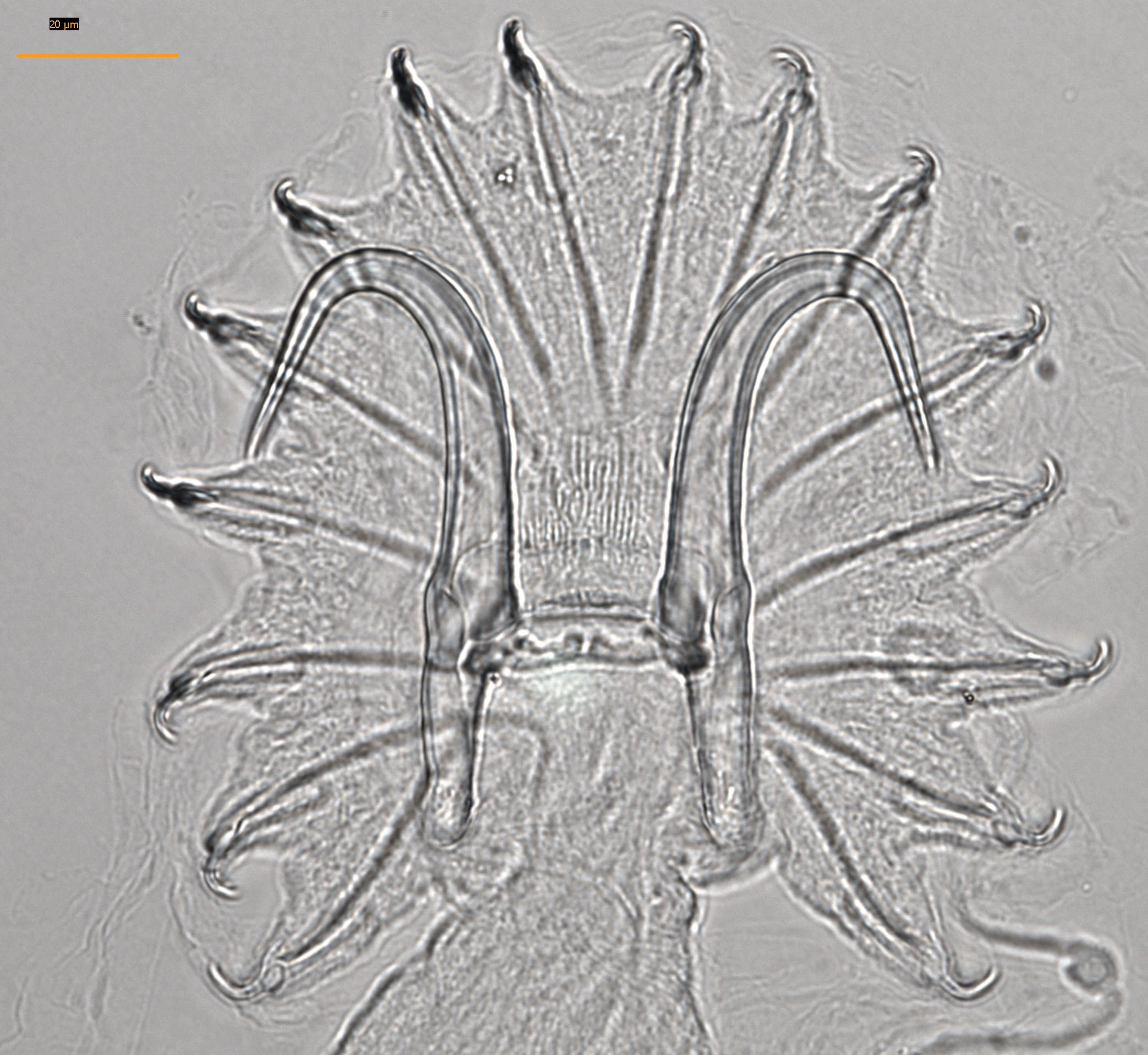 : Gyrodactylus alexanderi.