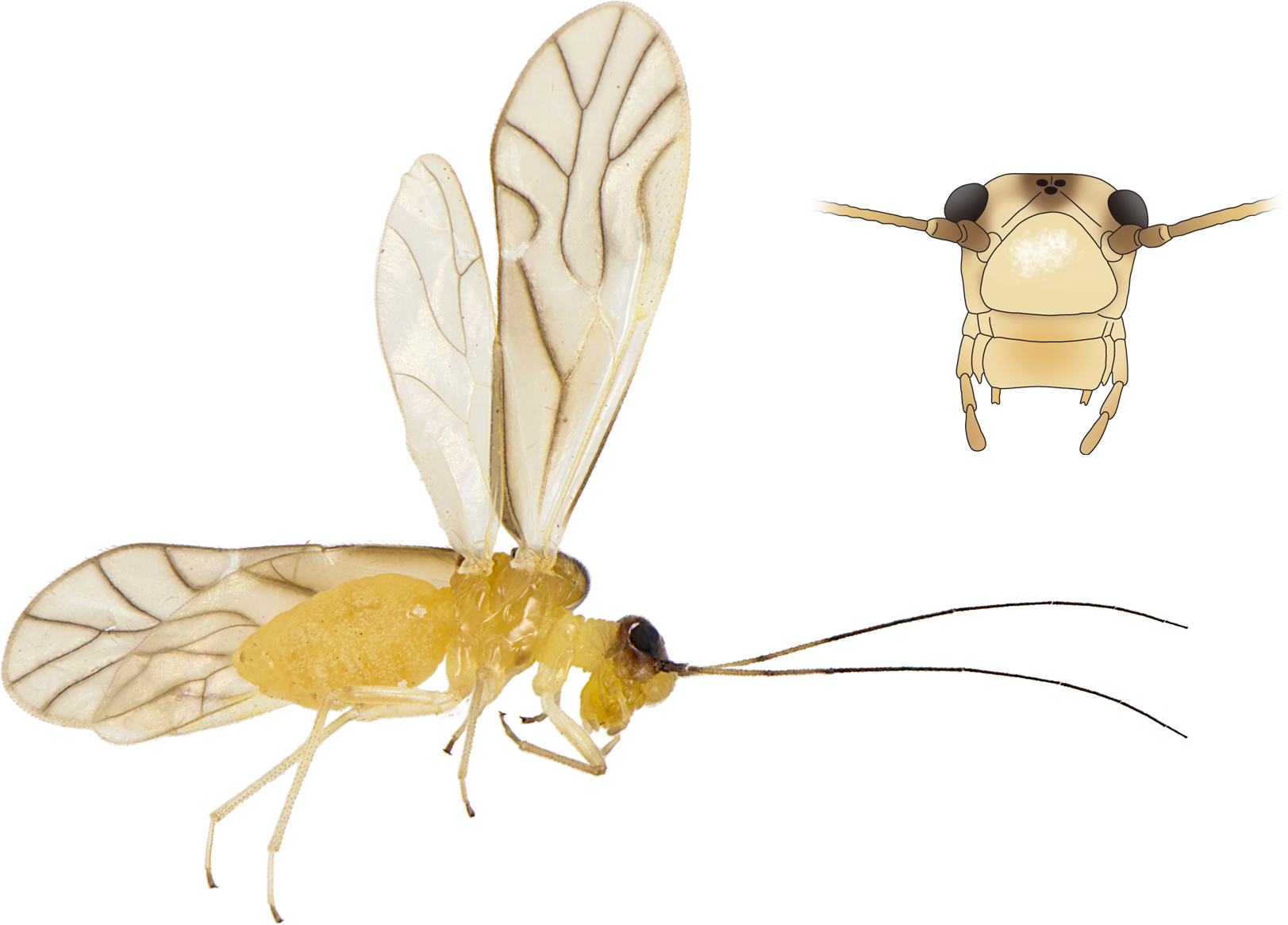 : Psocoptera.