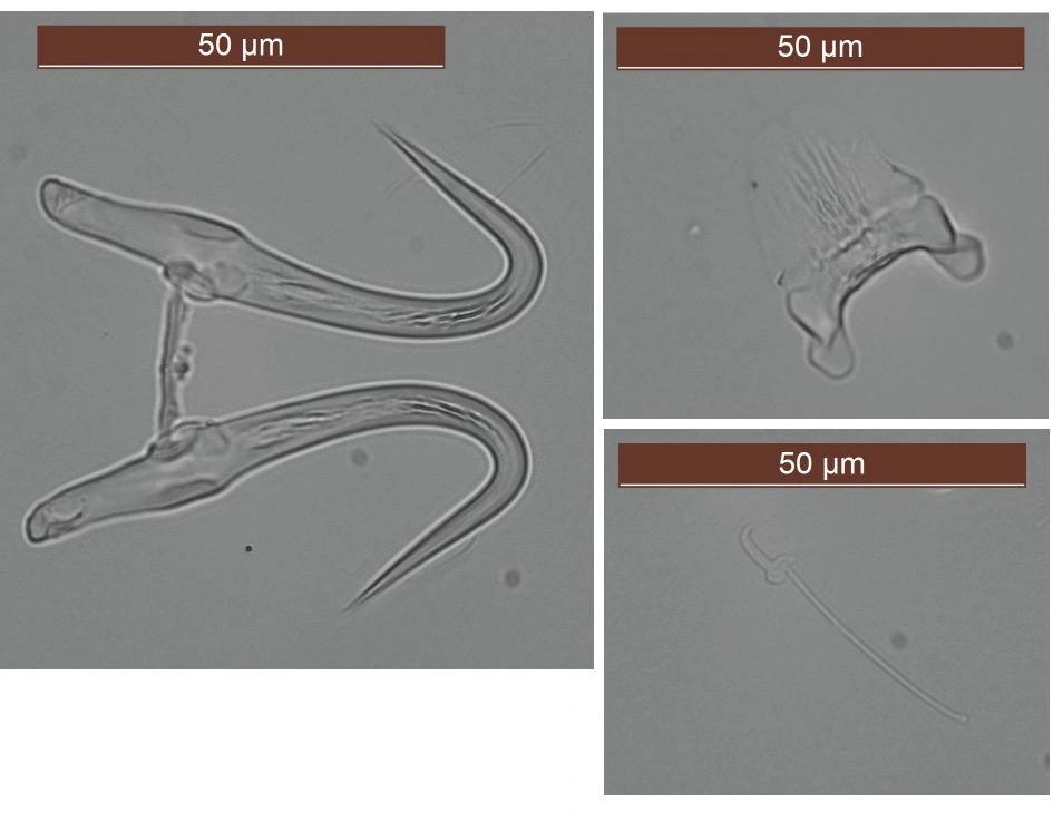 : Gyrodactylus pterygialis.