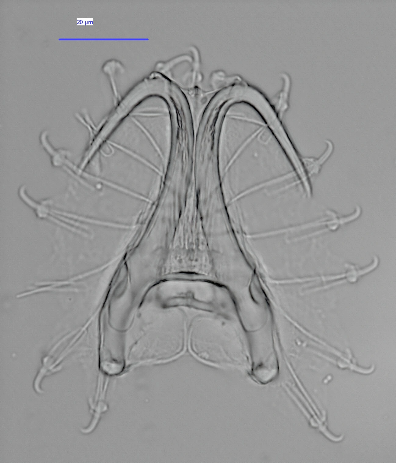 : Gyrodactylus pterygialis.