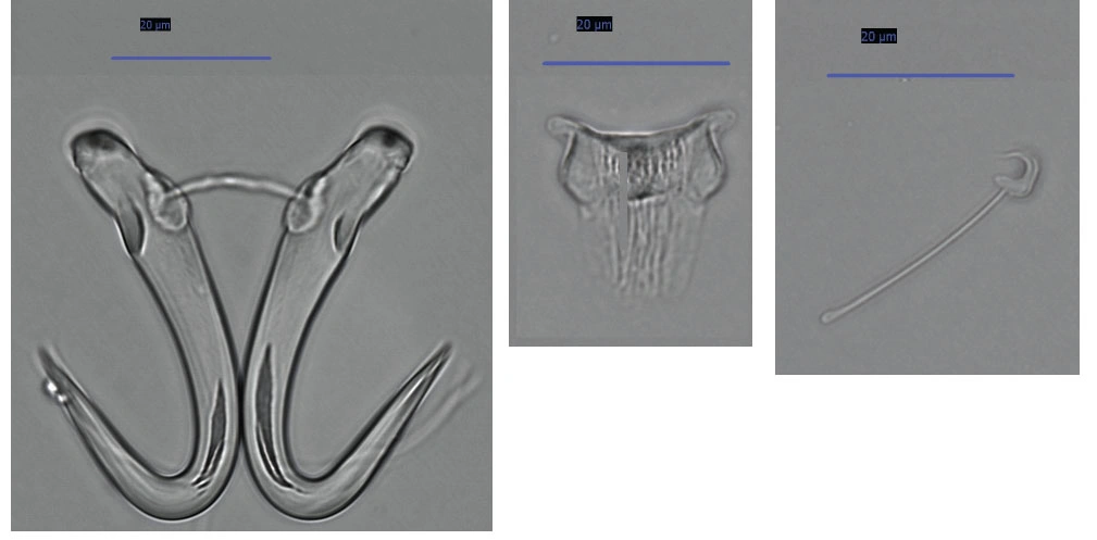 : Gyrodactylus flesi.