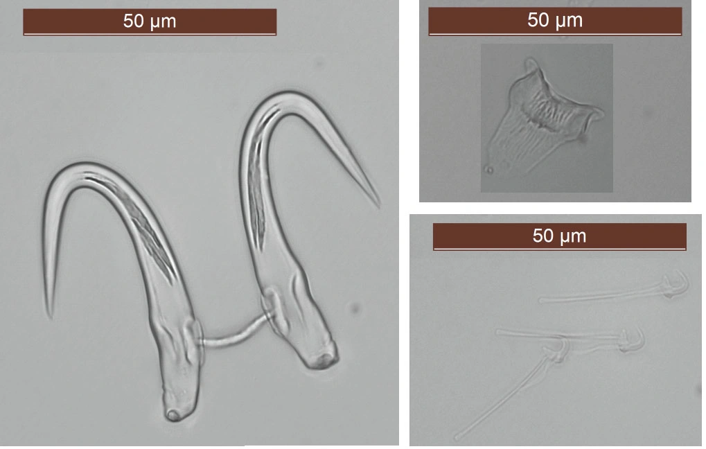 : Gyrodactylus flesi.