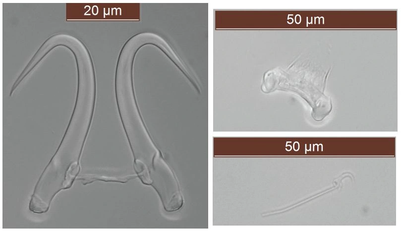 : Gyrodactylus osmeri.