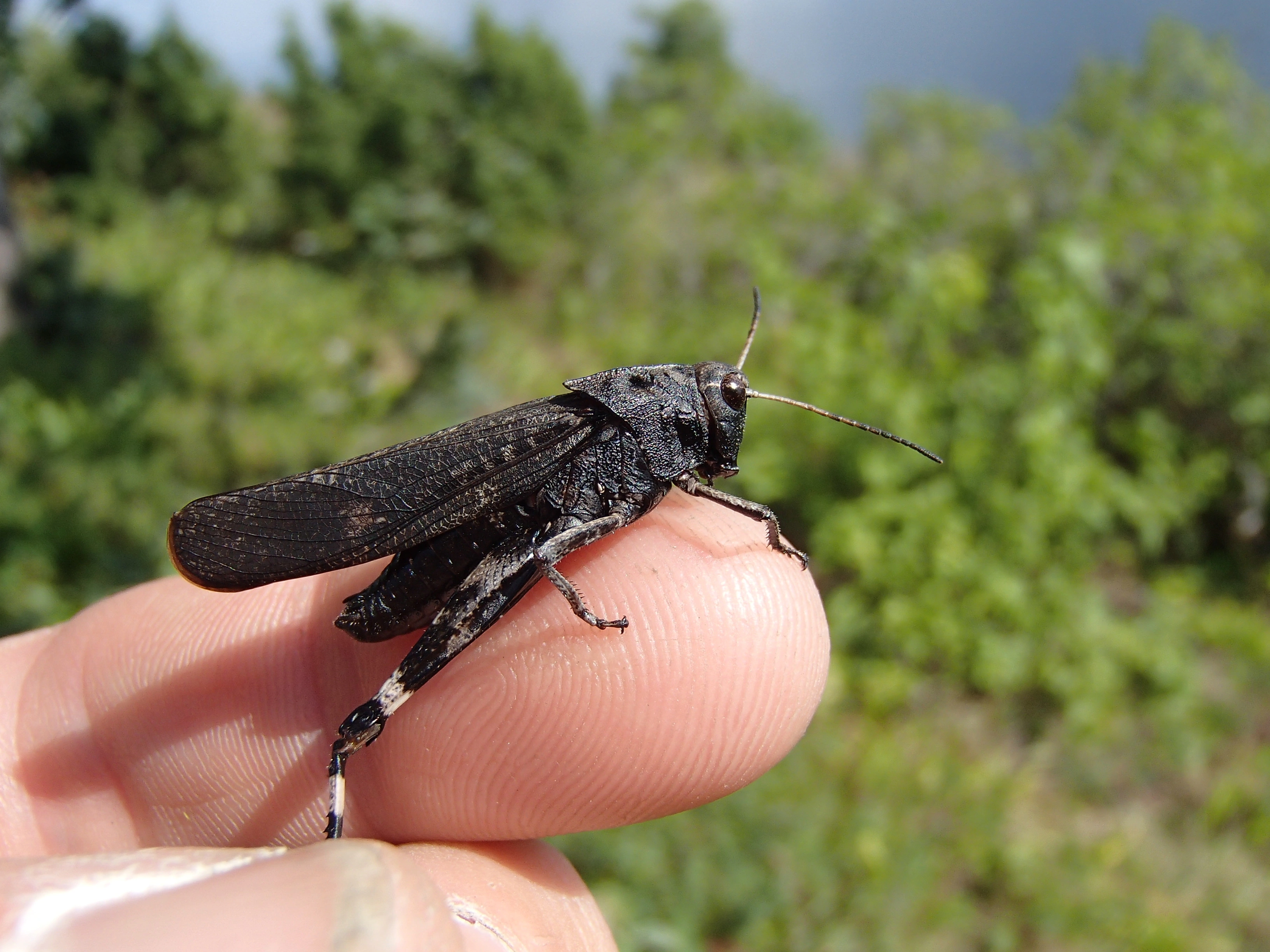 : Psophus stridulus.