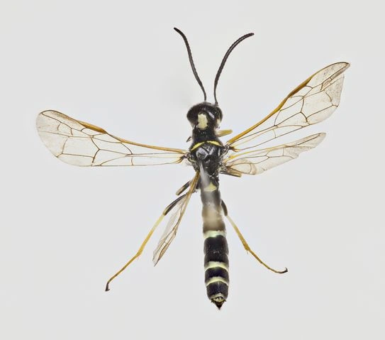 : Phylloecus linearis.