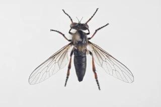 : Leptarthrus vitripennis.