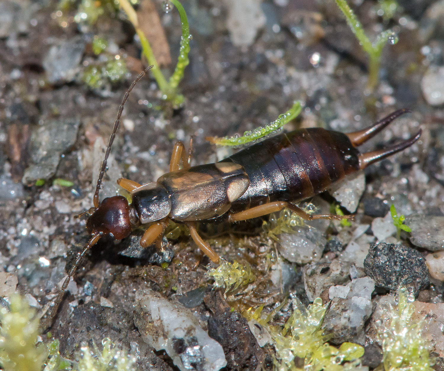 : Forficula auricularia.