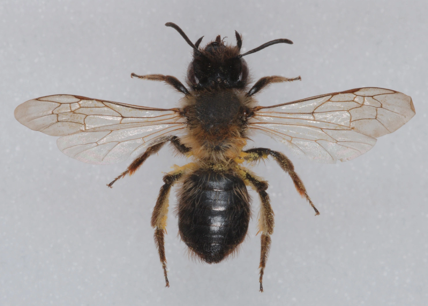 : Andrena apicata.