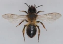 : Andrena apicata.