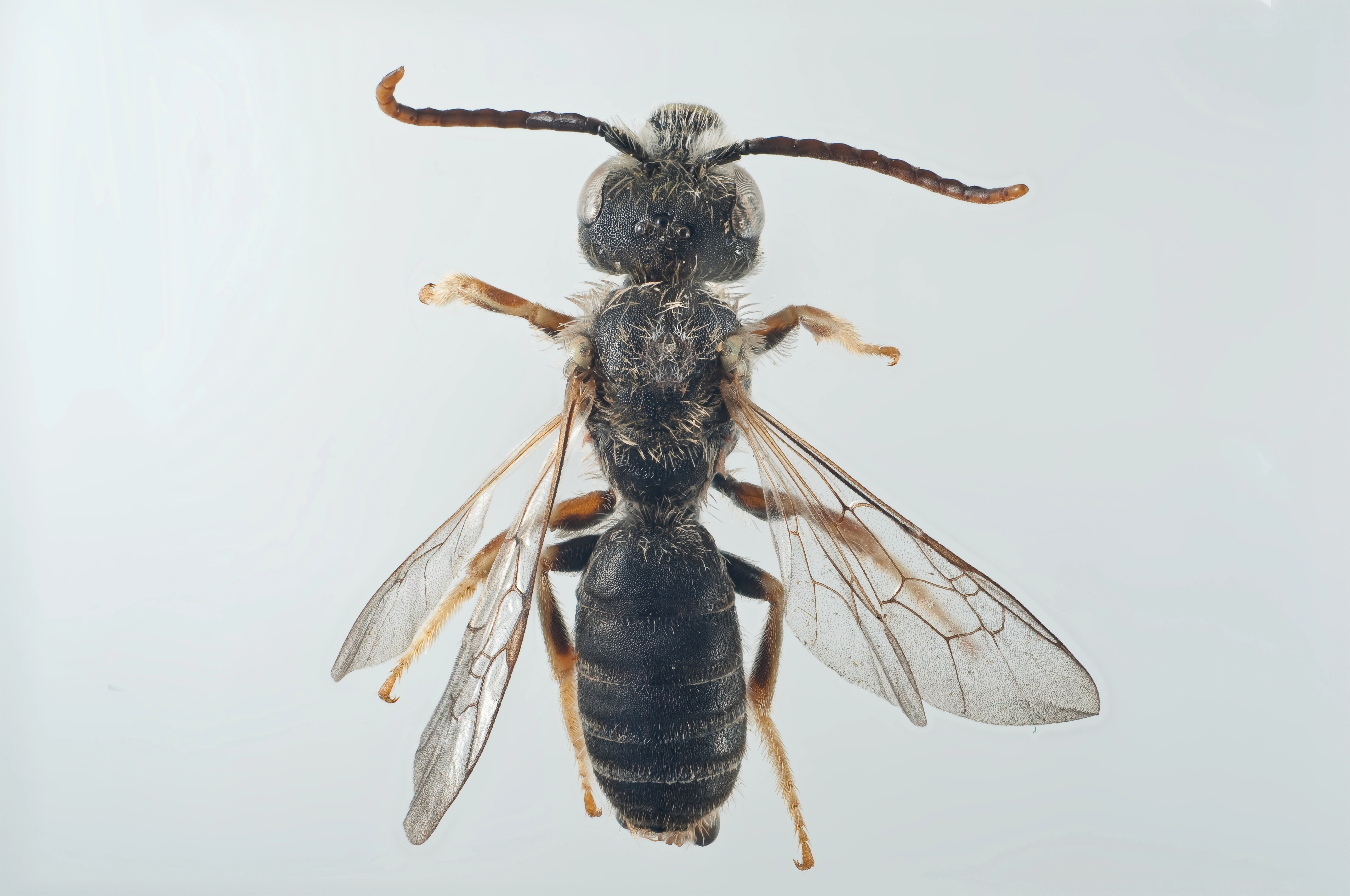 : Halictus eurygnathus.