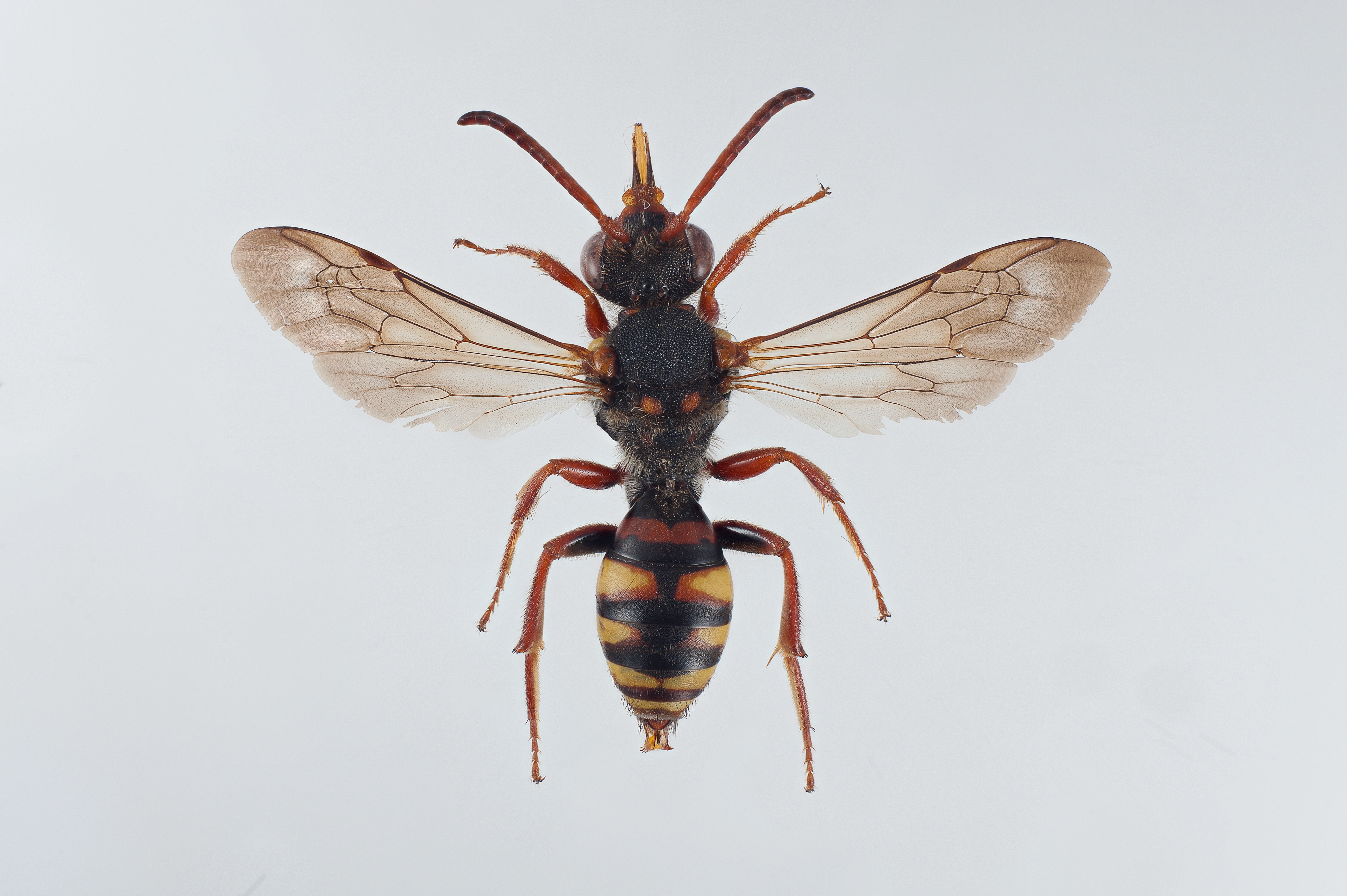 : Nomada subcornuta.