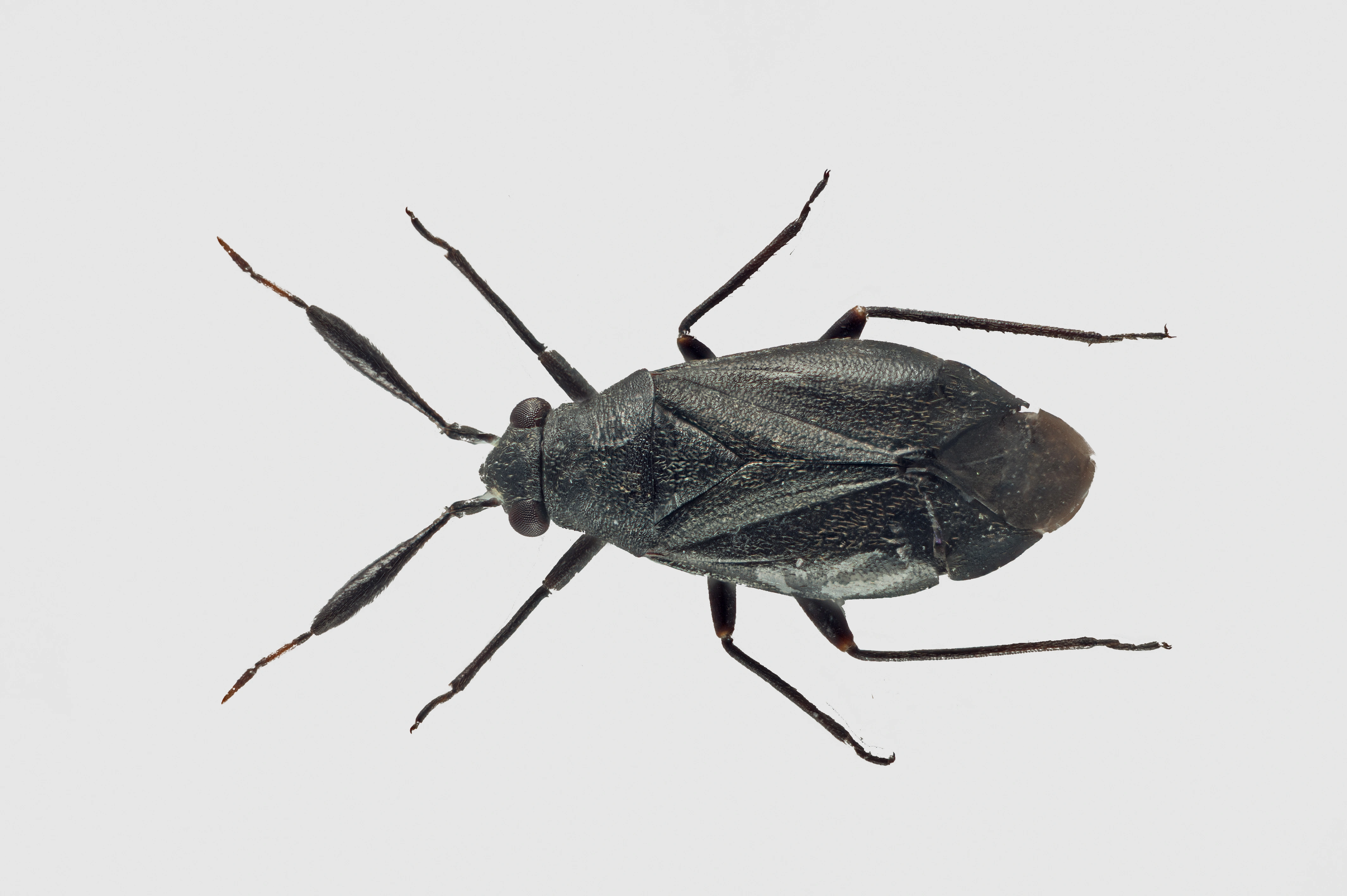 : Heterocordylus tumidicornis.