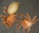 : Diastanillus pecuarius.