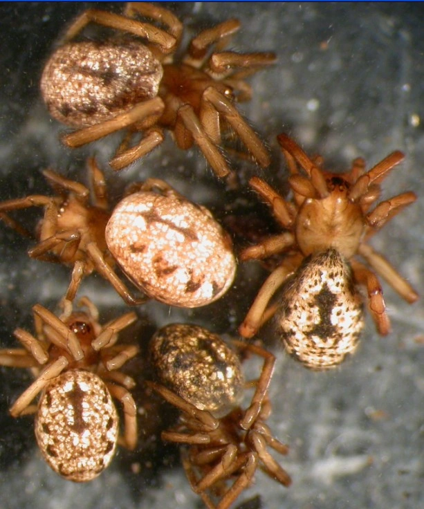 : Enoplognatha serratosignata.