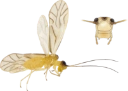 : Psocoptera.
