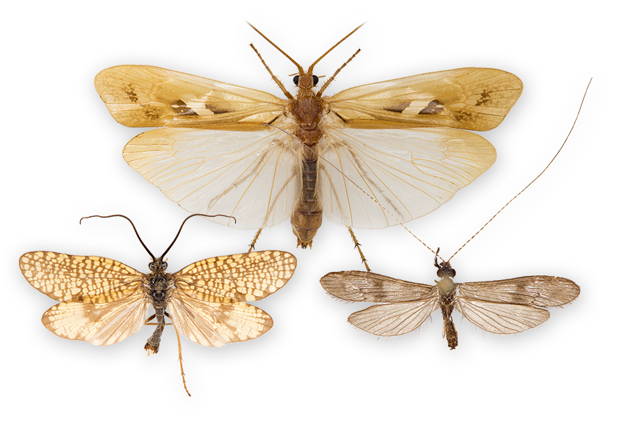 : Trichoptera.