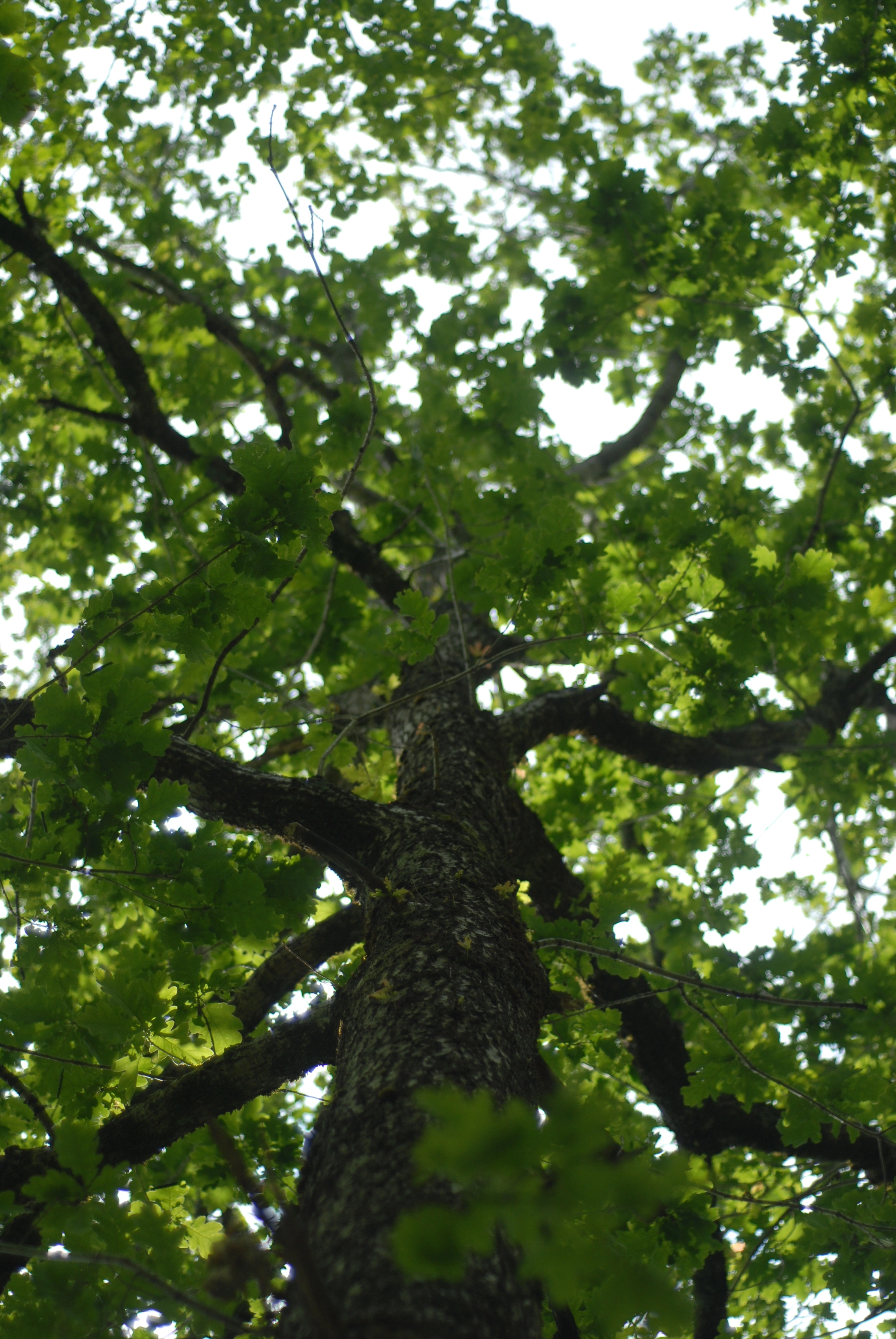 : Quercus.