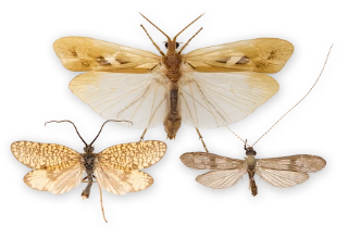 : Trichoptera.