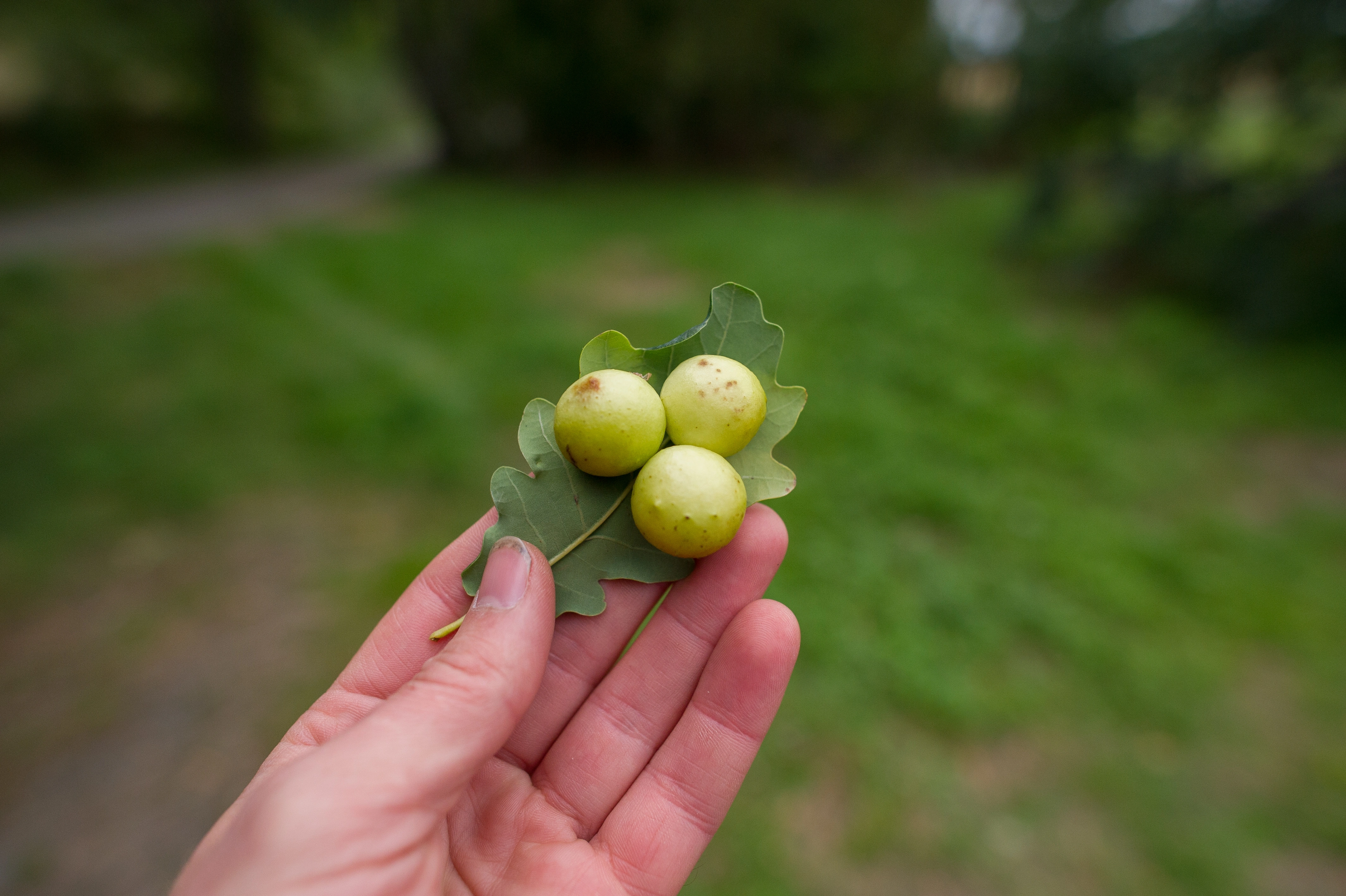 : Cynips quercusfolii.