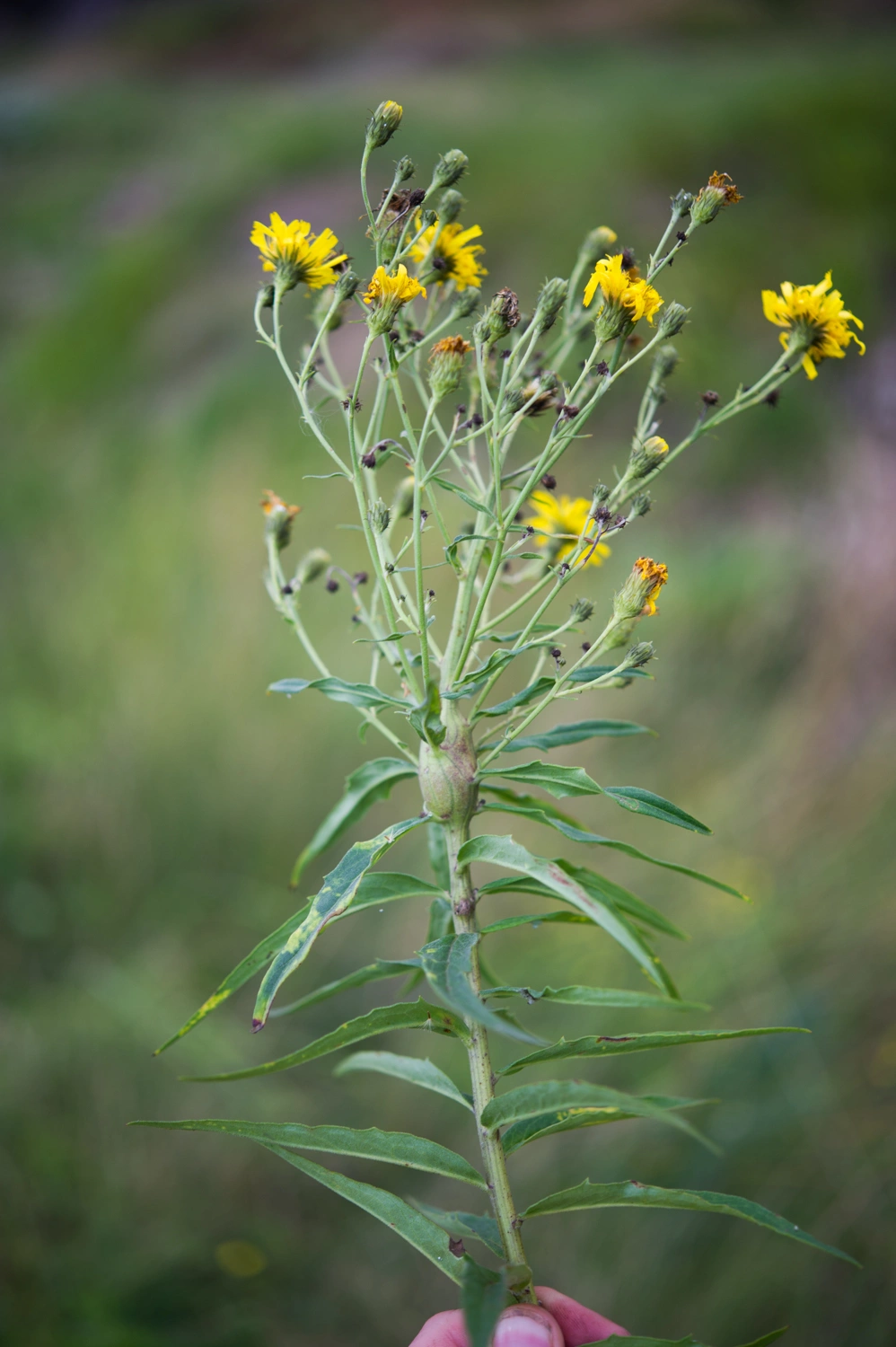 : Aulacidea hieracii.