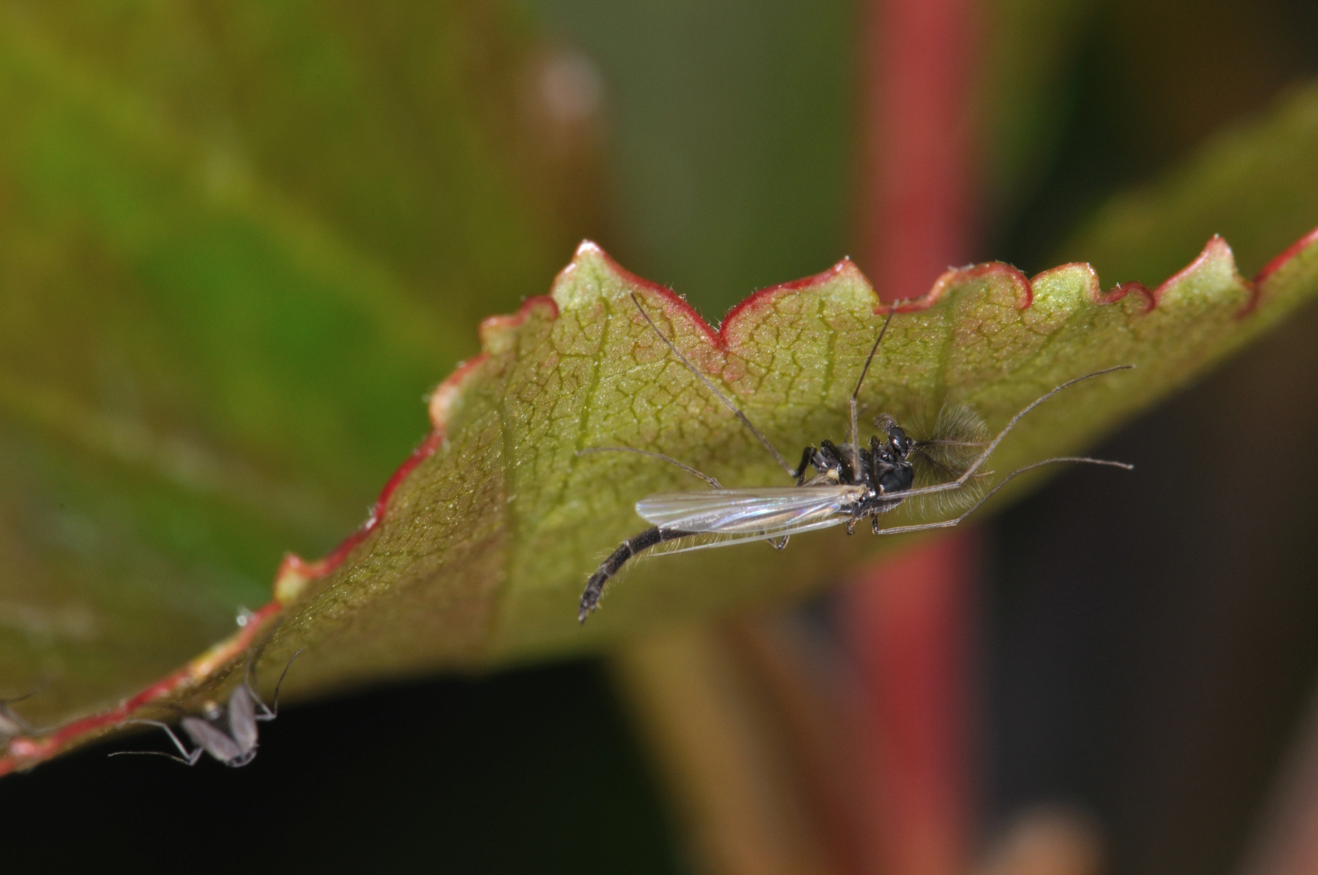 : Chironomidae.