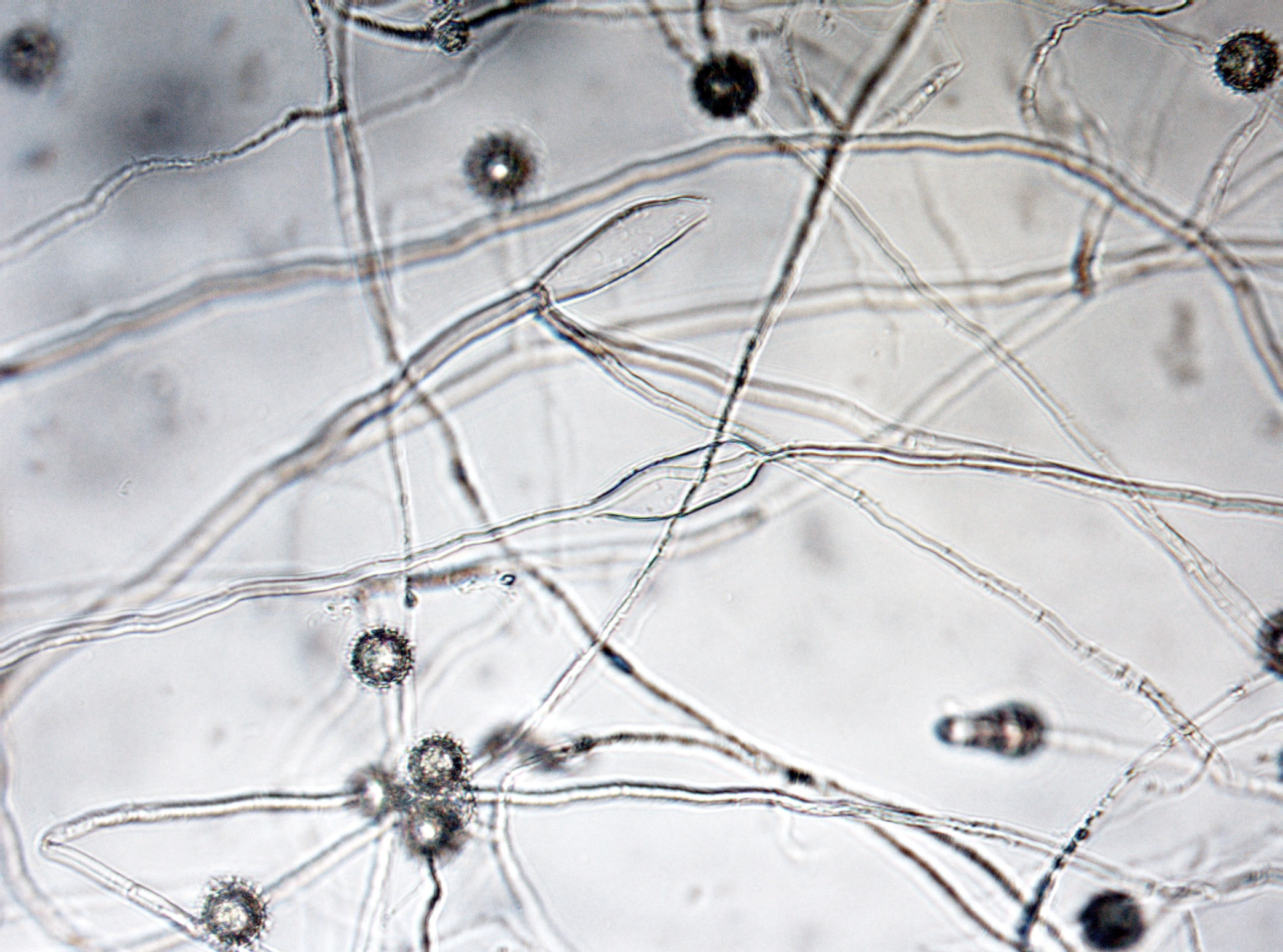 : Pythium anandrum.