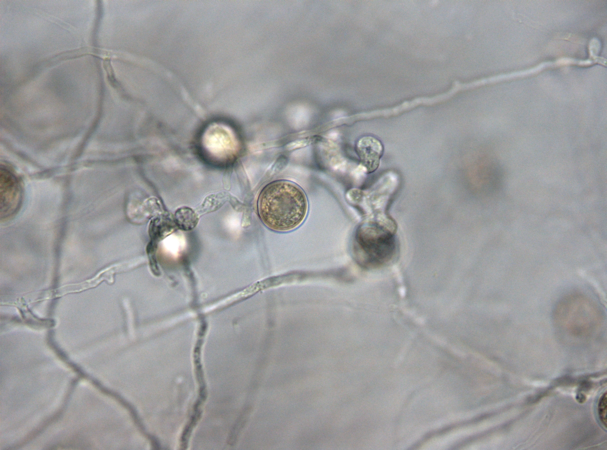 : Pythium torulosum.