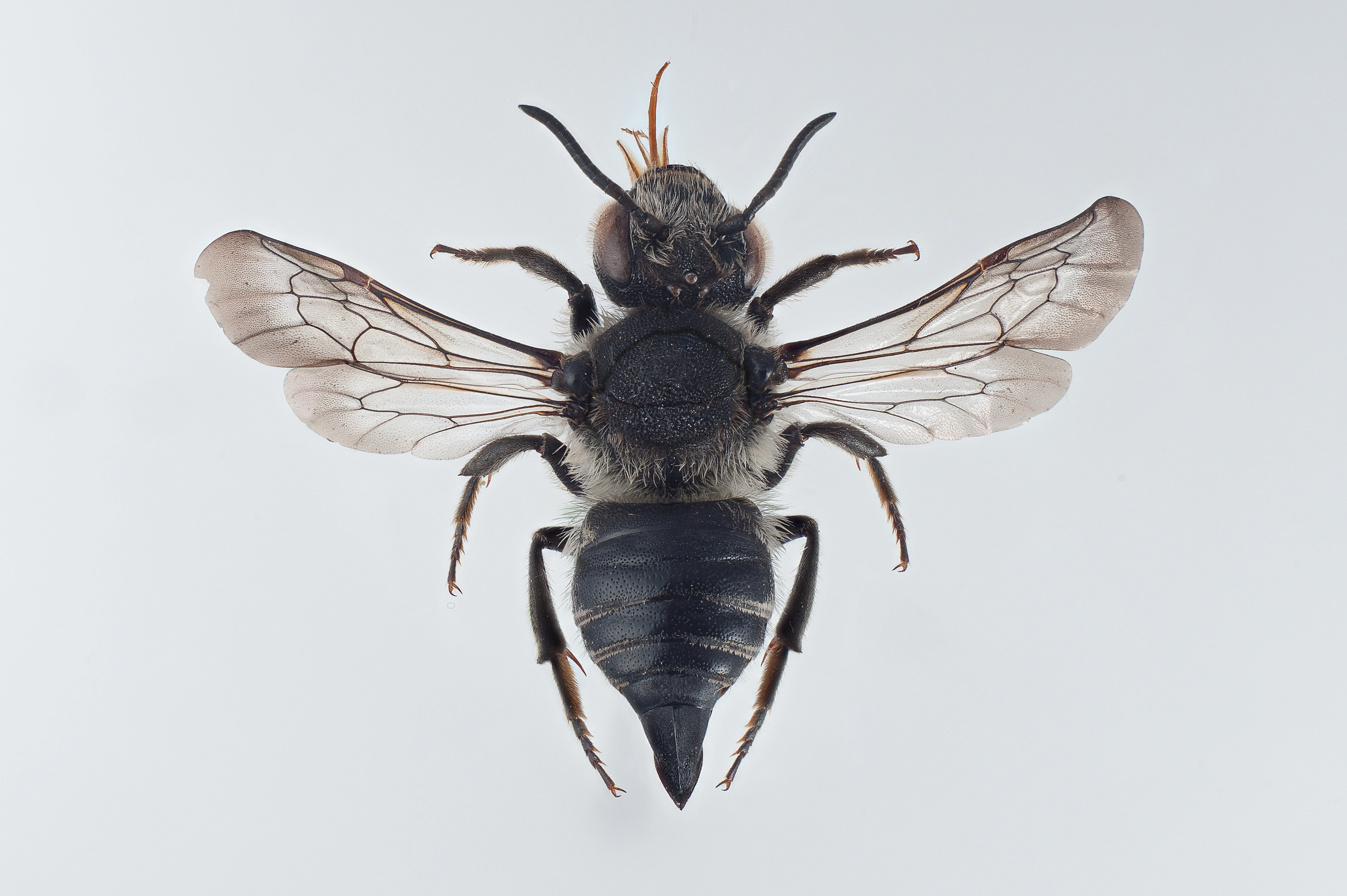 : Coelioxys lanceolatus.