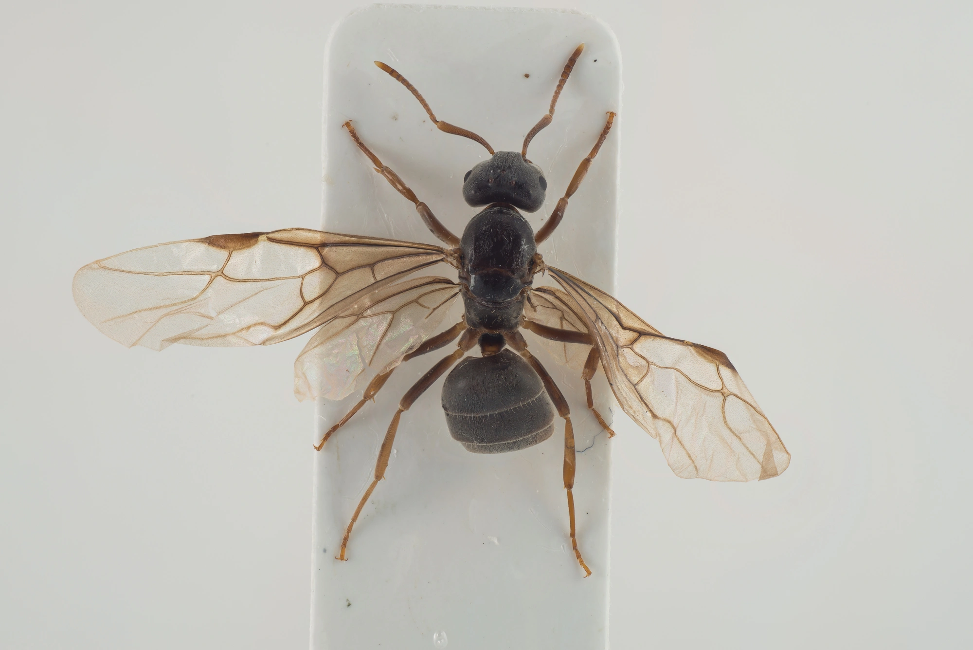 : Lasius citrinus.