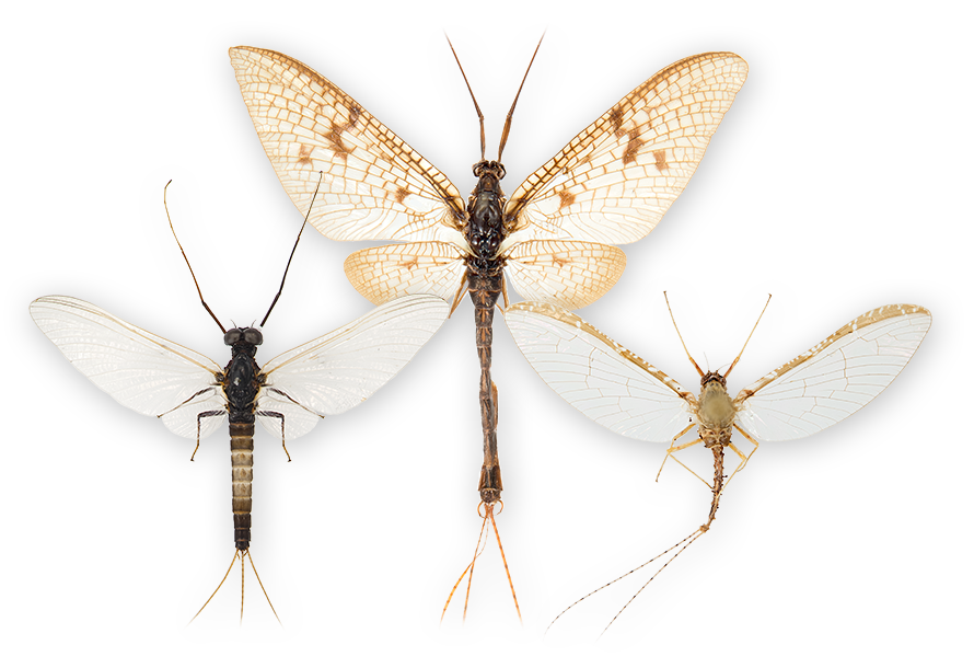 : Ephemeroptera.