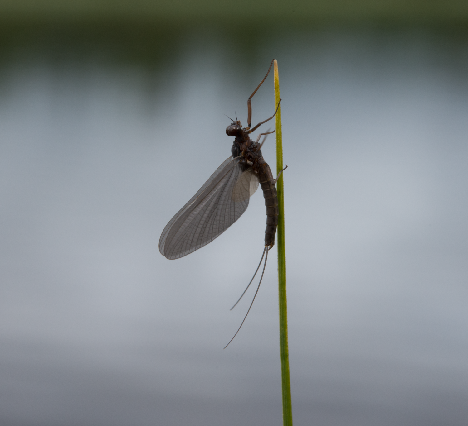 : Leptophlebiidae.