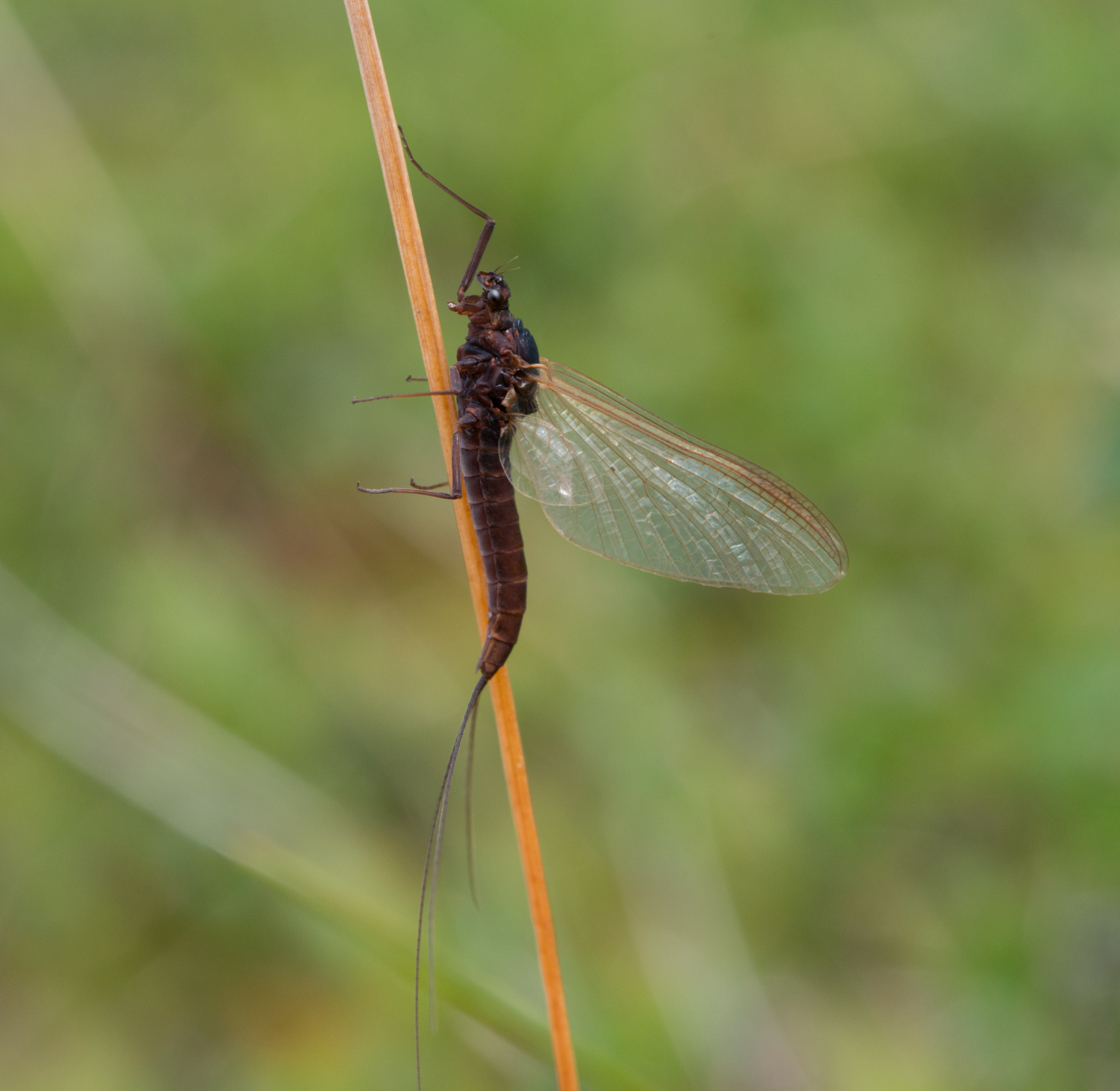 : Leptophlebiidae.