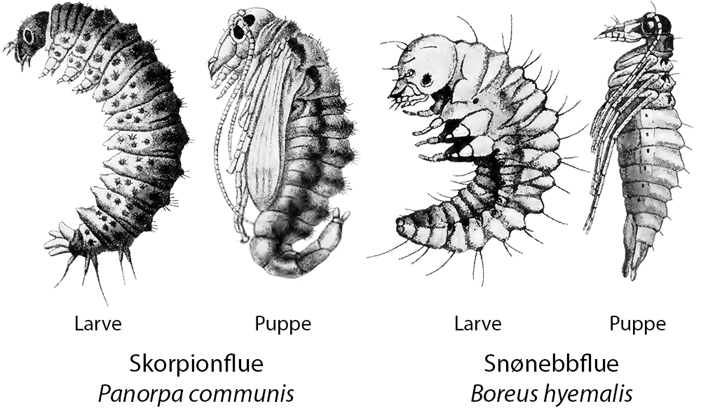 : Panorpa communis. : Boreus hyemalis.