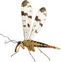 : Panorpa communis.