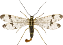 : Panorpa communis.