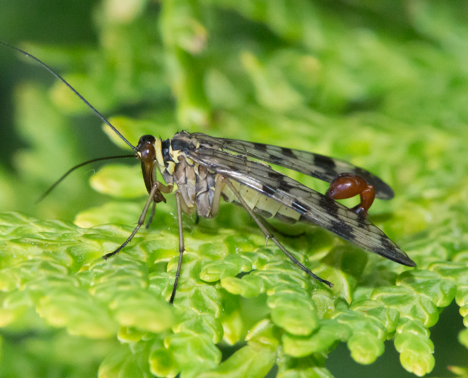 : Panorpa communis.