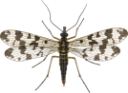 : Panorpa communis.