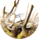 : Panorpa communis.