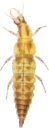 : Chrysopidae.
