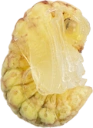 : Chrysopidae.