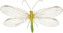 : Chrysopidae.