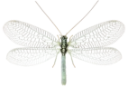 : Chrysopidae.