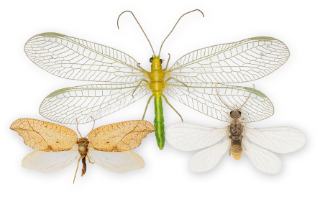 : Neuroptera.